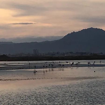 Sole Olbia